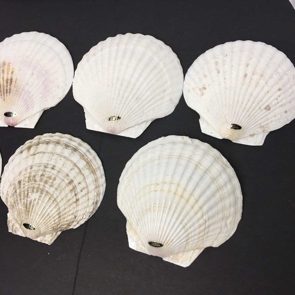 Genuine Baking Sea Shells - Picture 5 of 8